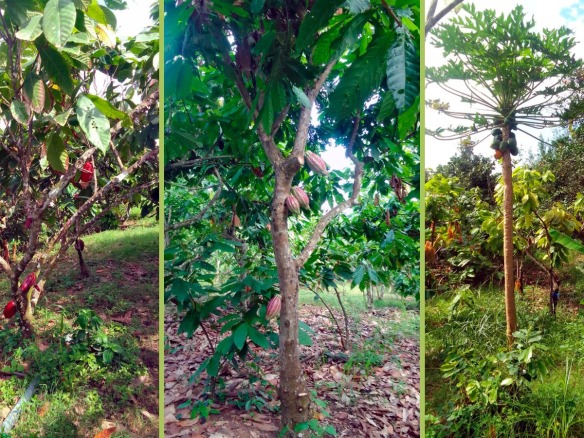 Venta de Finca Cacaotera con riego presurizado, además con arboles Frutales y Maderables