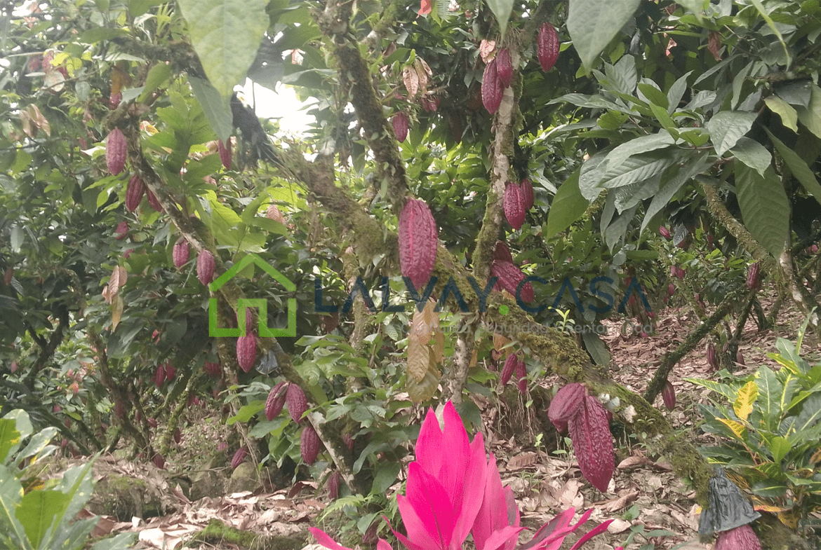 Cacaotera de 6,8 Hectáreas, Una propiedad que combina producción, naturaleza, infraestructura y una ubicación con fácil conexión hacia importantes zonas de la región.