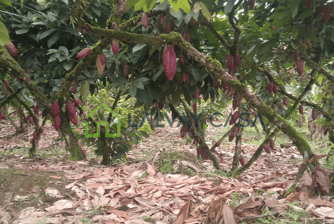 Cacaotera de 6,8 Hectáreas, Una propiedad que combina producción, naturaleza, infraestructura y una ubicación con fácil conexión hacia importantes zonas de la región.