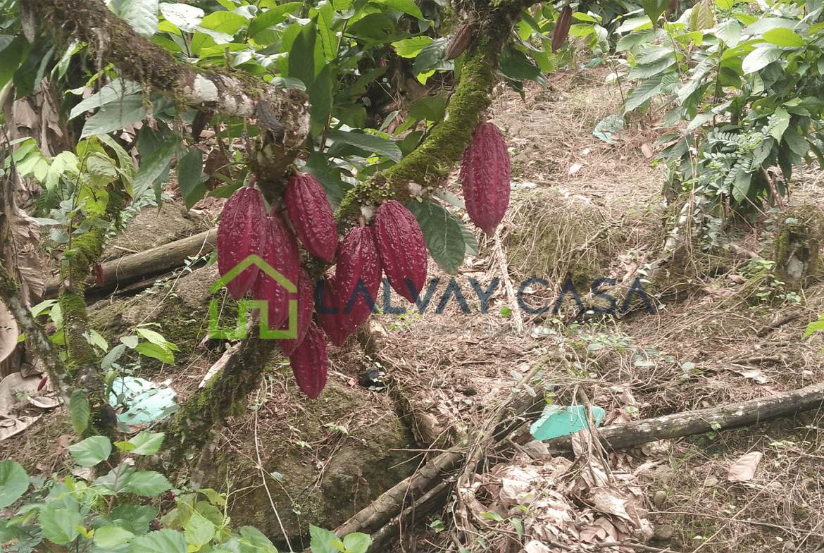 Cacaotera de 6,8 Hectáreas, Una propiedad que combina producción, naturaleza, infraestructura y una ubicación con fácil conexión hacia importantes zonas de la región.