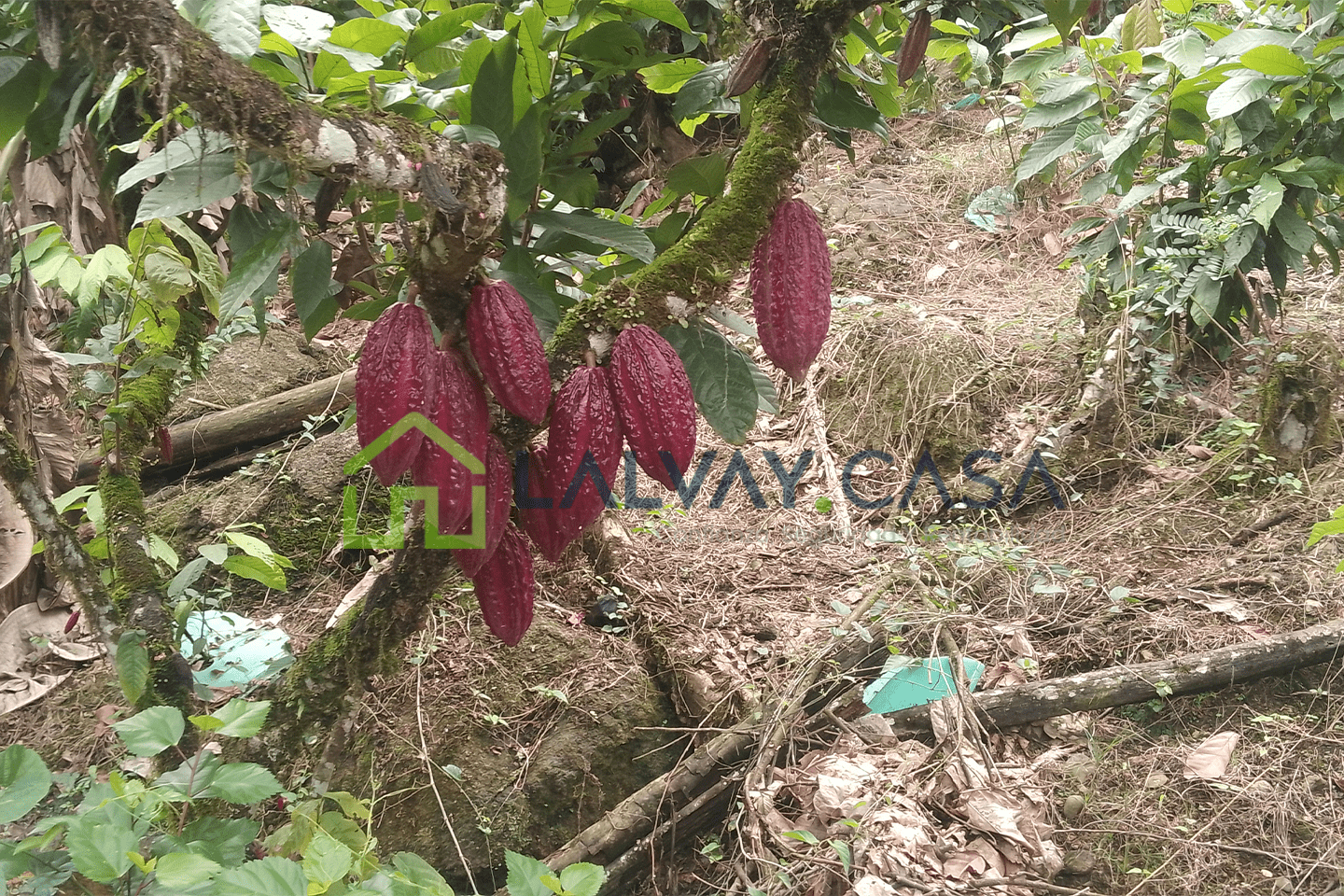 0018-9 Cacaotera de 6,8 Hectáreas, Una propiedad que combina producción, naturaleza, infraestructura y una ubicación con fácil conexión hacia importantes zonas de la región.